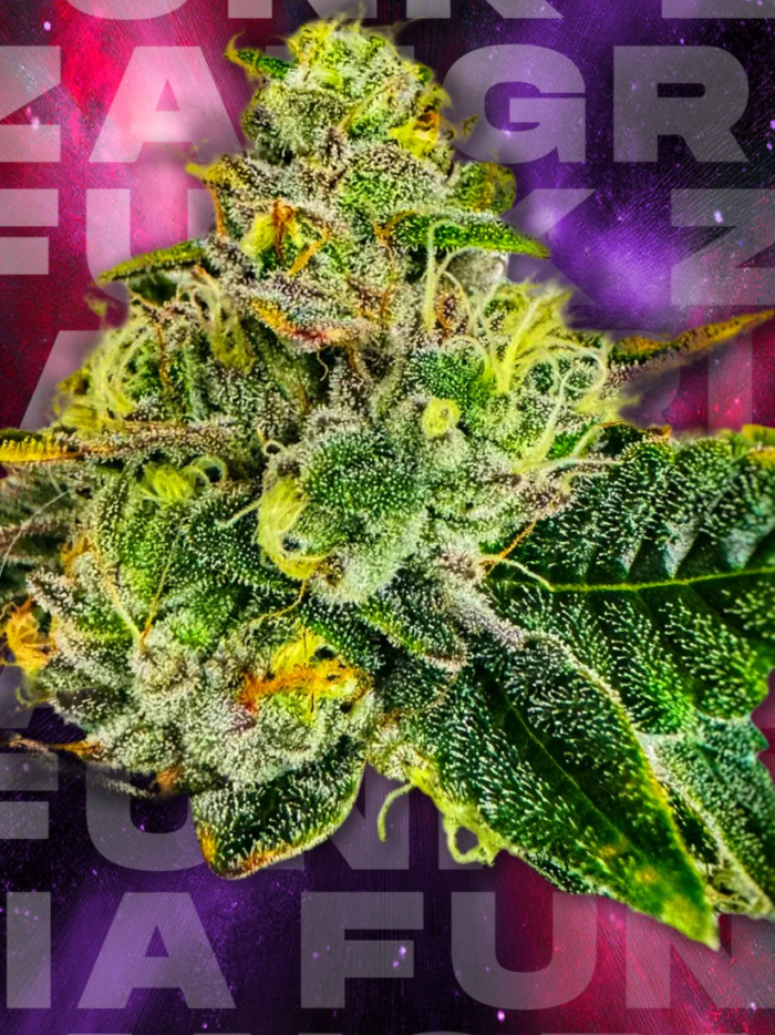 Zangria Funk